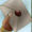 WFeP